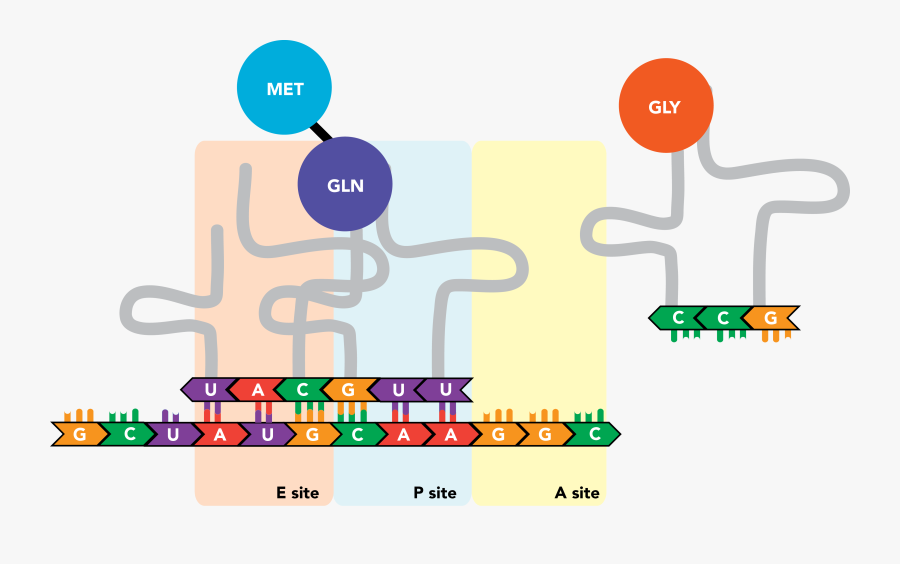 Diagram, Transparent Clipart