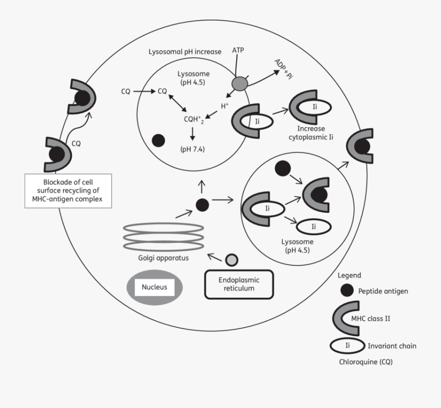 Clip Art Royalty Free Lysosomes Drawing Action - Chloroquine And Lysosomes, Transparent Clipart