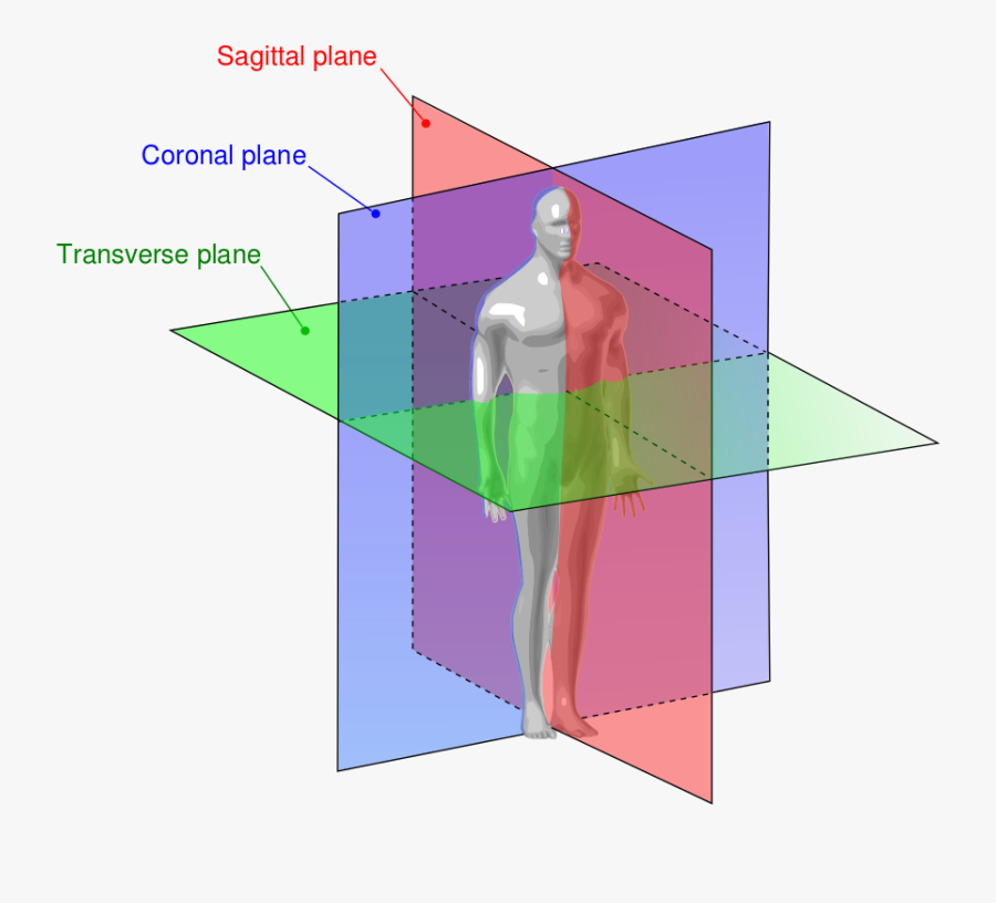 Human Anatomy Planes - Osie I Płaszczyzny Ruchy, Transparent Clipart