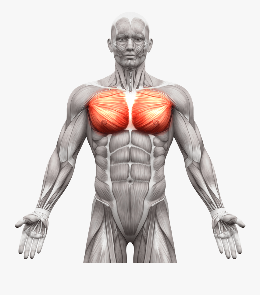 Anatomical Muscle Psrinting Png - Chest Muscle, Transparent Clipart