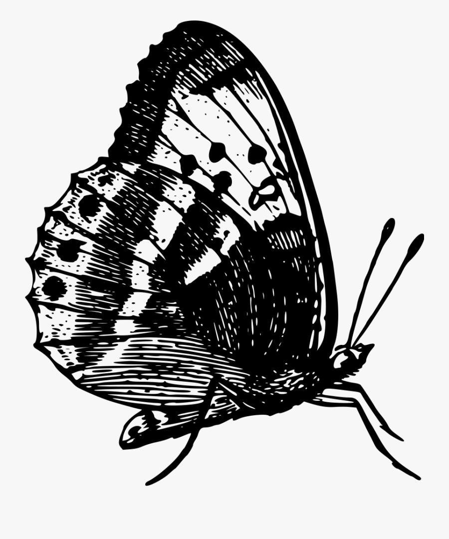 All Photo Png Clipart - Butterfly, Transparent Clipart