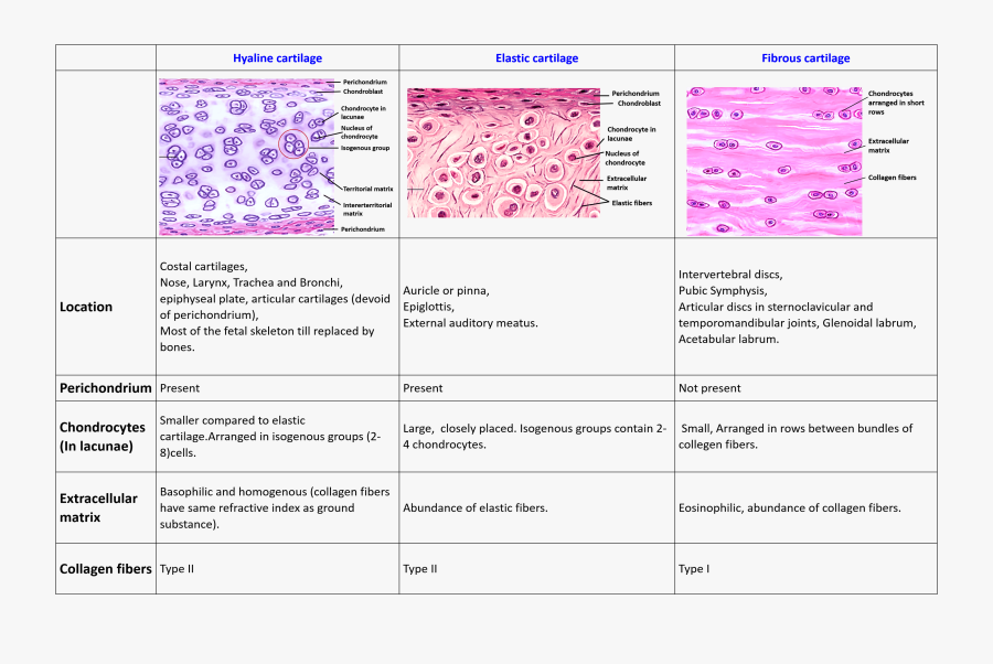Clip Art Cartilage A Differences Between - Difference Between Hyaline Cartilage Elastic Cartilage, Transparent Clipart