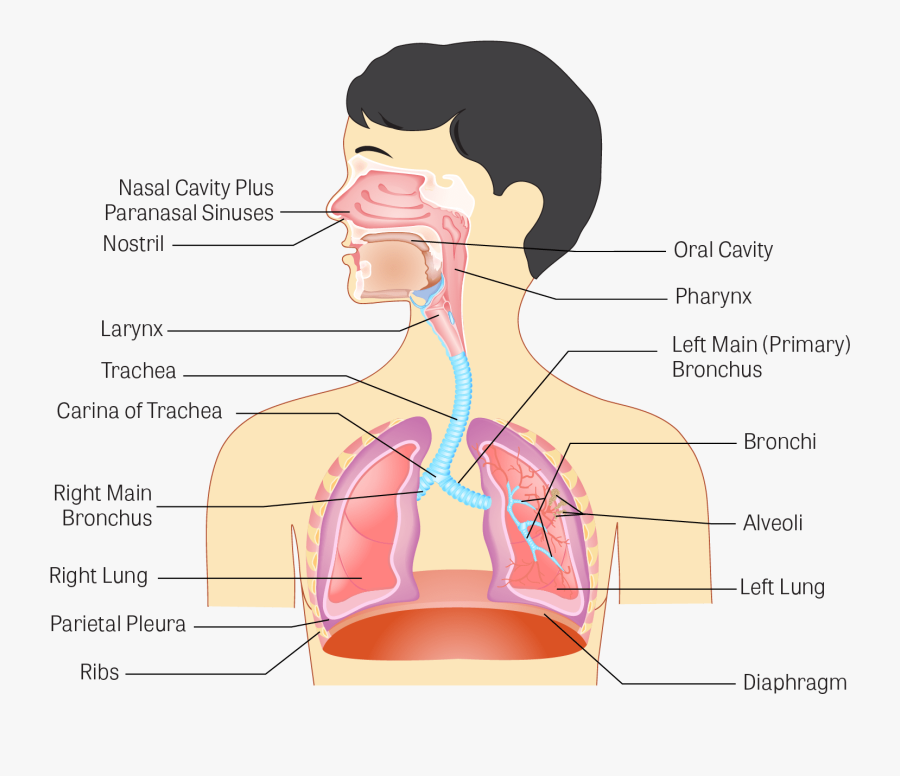 Parts Of Lungs - Meaning Of Respiratory System, Transparent Clipart