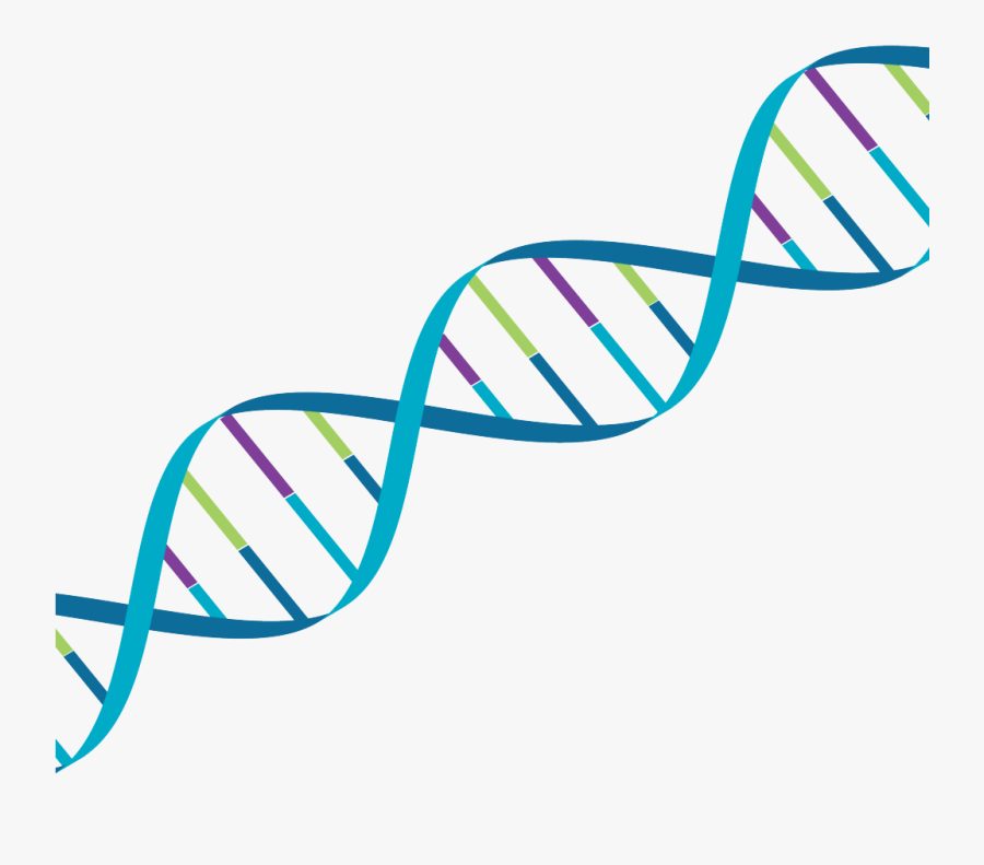 Dna Mps Colours - Colourful Dna Transparent, Transparent Clipart