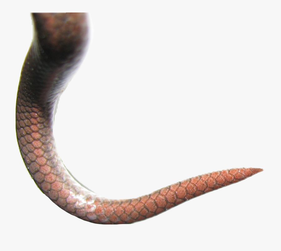 #snake #tail #snaketail #sea #scales #fish #reptile#freetoedit - Snake Tail Transparent Background, Transparent Clipart