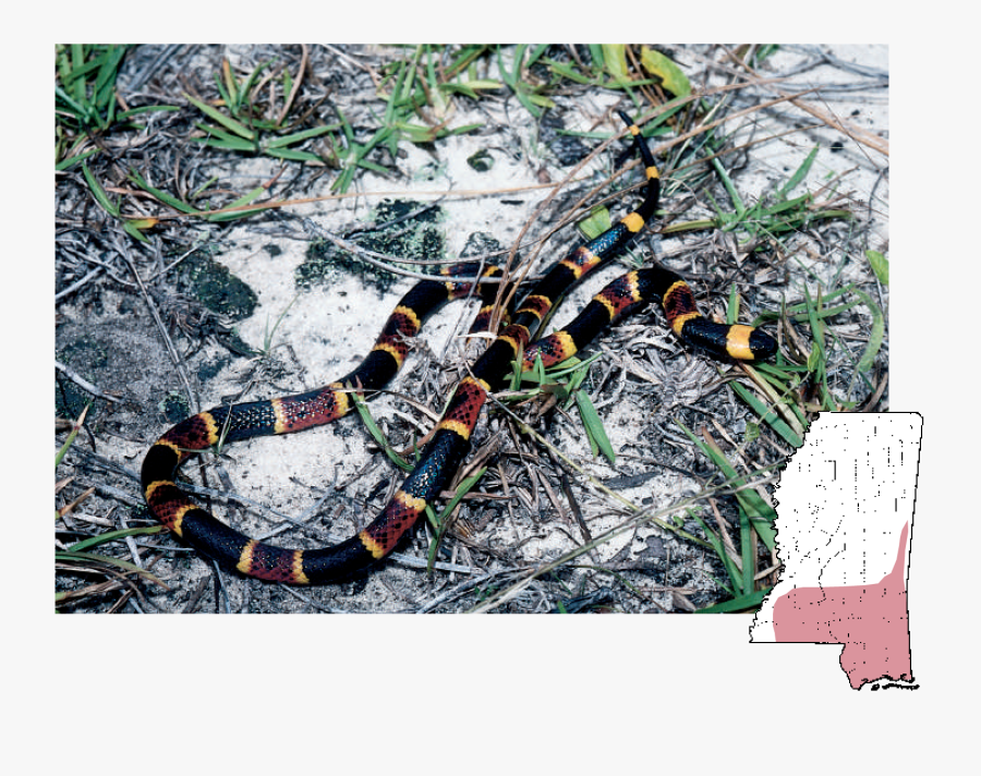 Clip Art Venomous Snakes Of Mississippi, Transparent Clipart