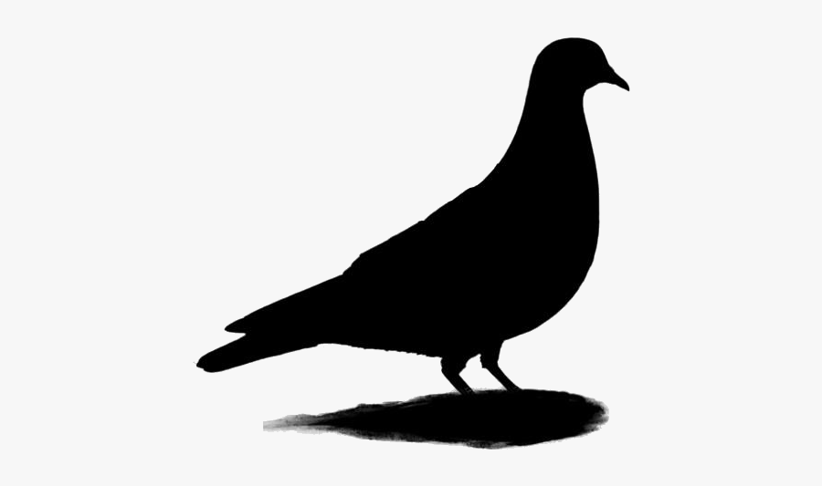 Transparent Rock Pigeon Clipart, Rock Pigeon Png Image - Pigeons And Doves, Transparent Clipart