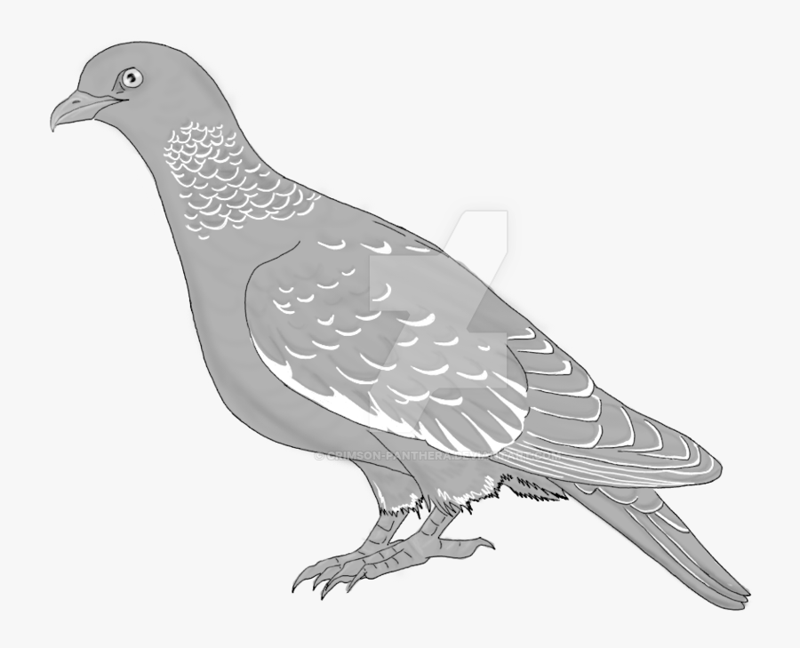 Pigeon Drawing Color - Rock Dove, Transparent Clipart