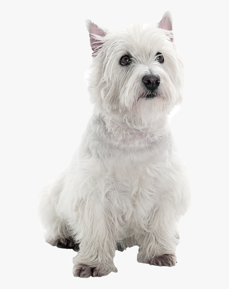 West Highland White Terrier Png , Free Transparent Clipart ClipartKey