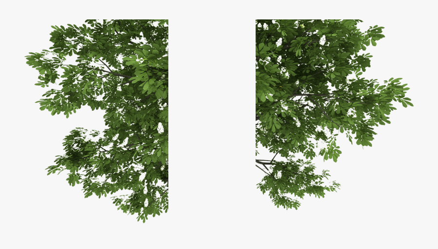 Tree Real Png, Transparent Clipart