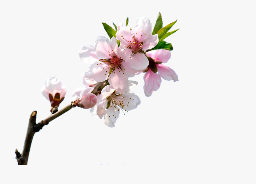 Blossom Bloom Transprent Png - Peach Blossom Png Free, Transparent Clipart