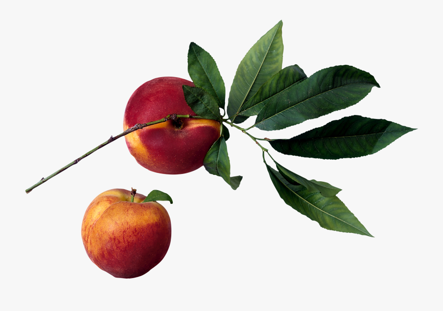 Peach Tree Png - Peach In Tree Png, Transparent Clipart