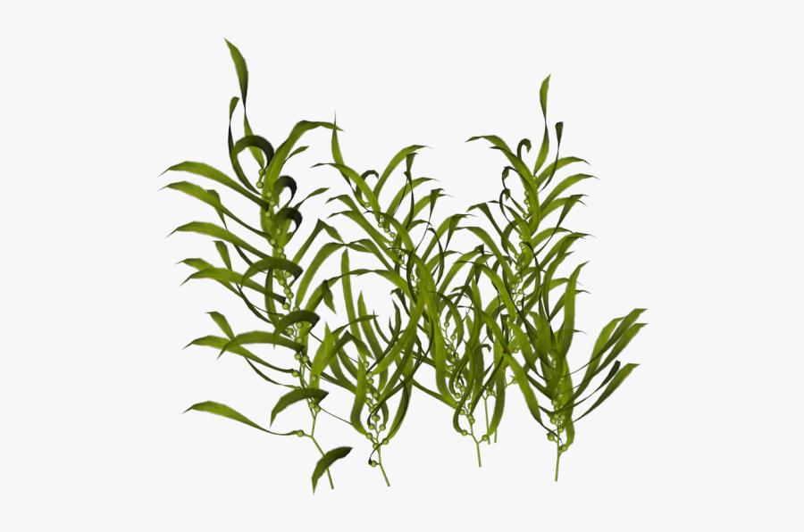 Seaweed Ocean Aquatic Plants - Seaweed Png, Transparent Clipart