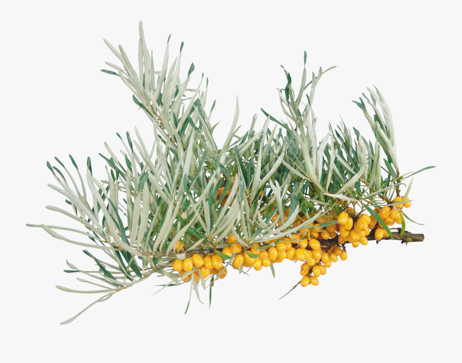 Sea Buckthorn Png - Transparent Background Sea Plant Png, Transparent Clipart