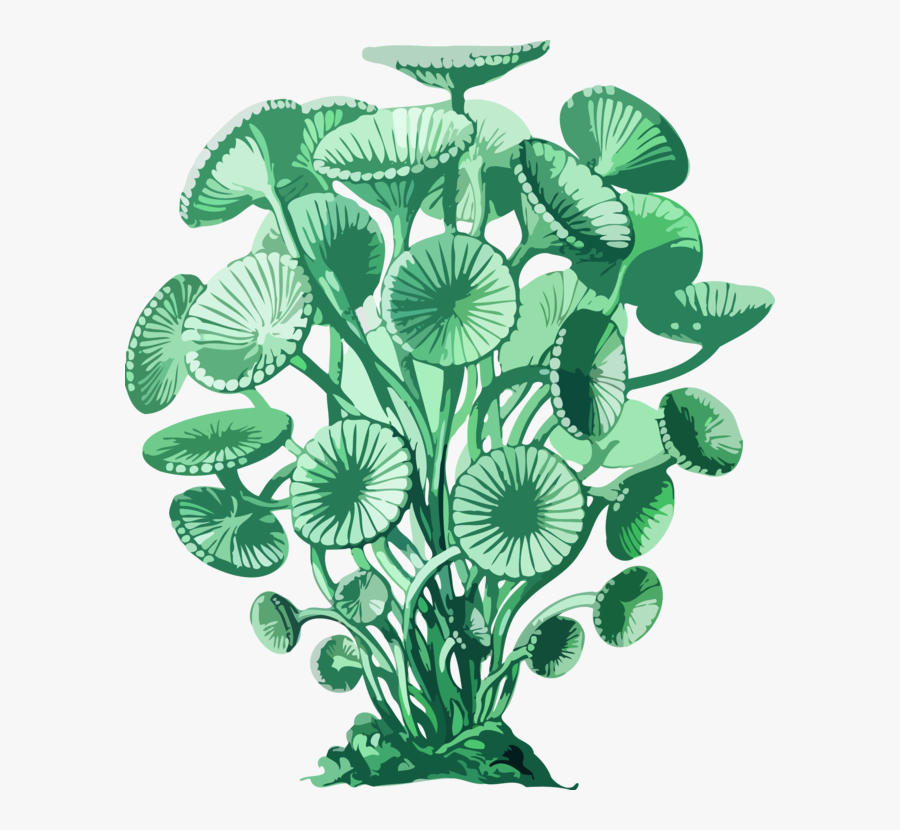 Plant,leaf,aquarium Decor, Transparent Clipart