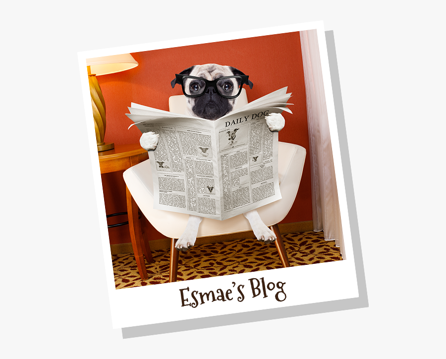 Couch, Transparent Clipart