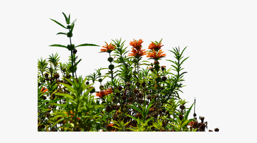 Wild Flowers Stock Photo - Free Clipart Garden Transparent Background, Transparent Clipart