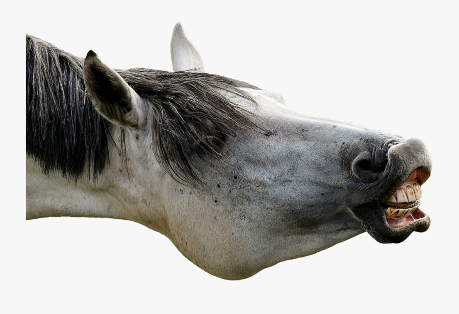 Transparent Poker Face Png - Horse Eating Bacon, Transparent Clipart
