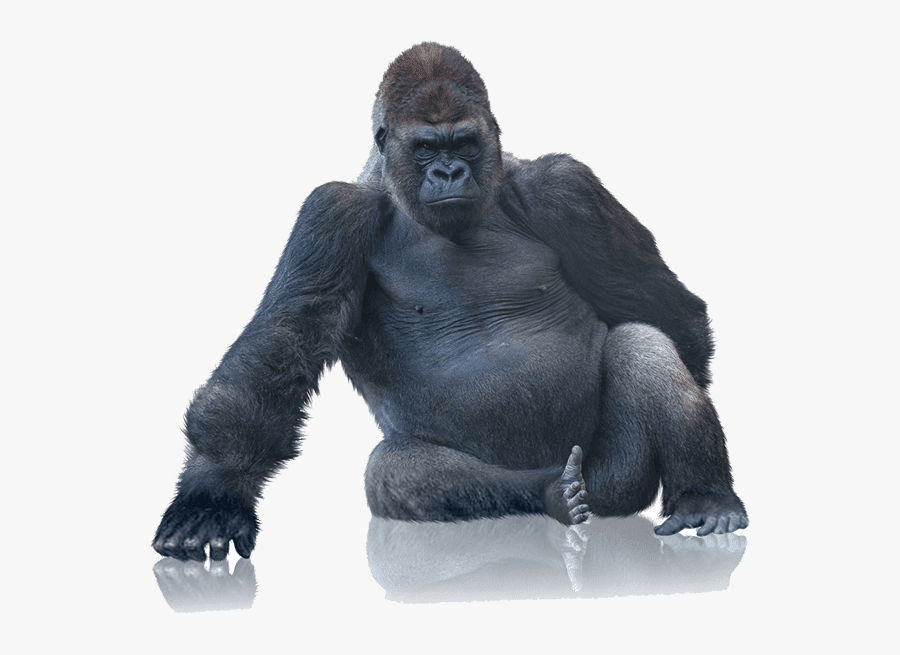 Tough Gorilla Boxes With Our Bubble Wrap - 800 Lbs Gorilla, Transparent Clipart