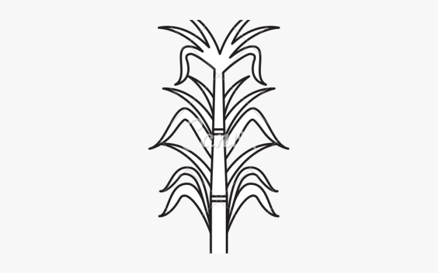 Reed Clipart Sugar Plantation - Sugarcane Image Black And White, Transparent Clipart