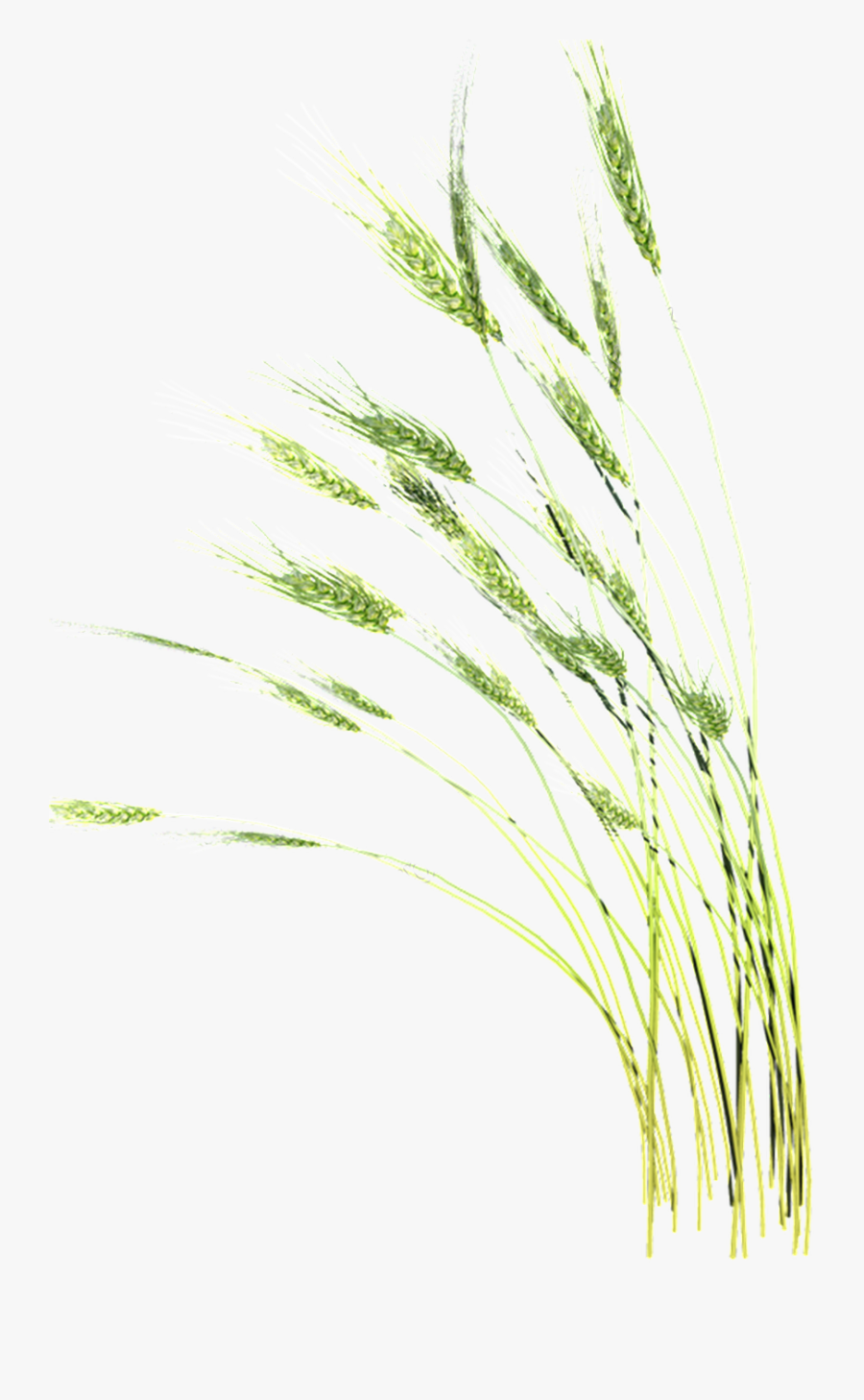 Pond Vector Reed, Transparent Clipart