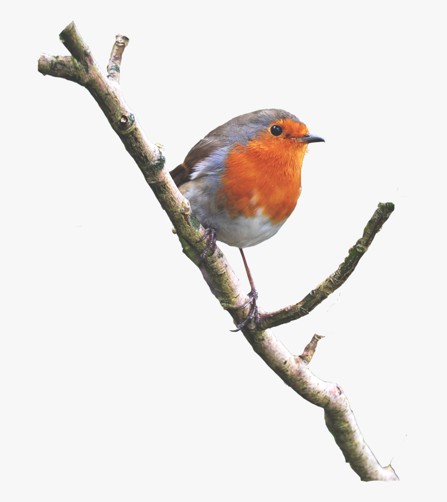 Clipart Birds Buzzard - Bird On A Branch Png, Transparent Clipart