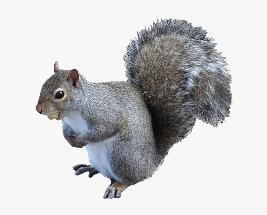 Squirrel Png Free Image Download - Squirrel Png, Transparent Clipart