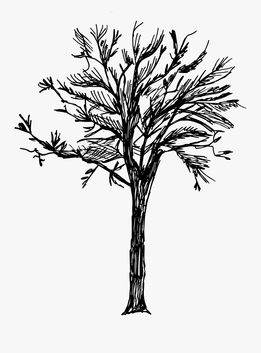 8 Tree Drawing - Tree Drawing No Background, Transparent Clipart