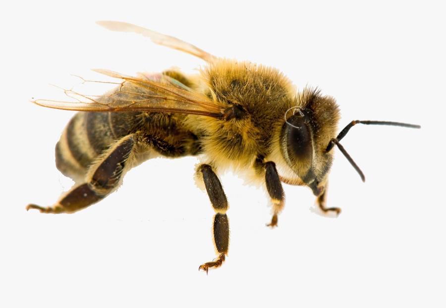 Bee Png Free Pic Worker Bee - Worker Bee, Transparent Clipart