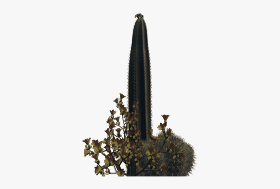 Desert Plant Png, Transparent Clipart