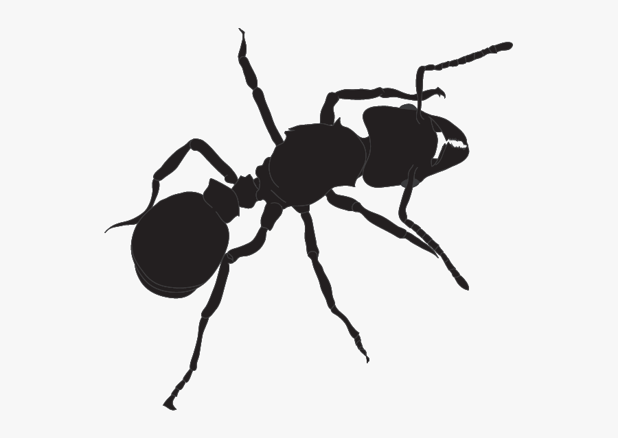 Transparent Ant Honeydew - Ant Png Transparent Silhouette, Transparent Clipart