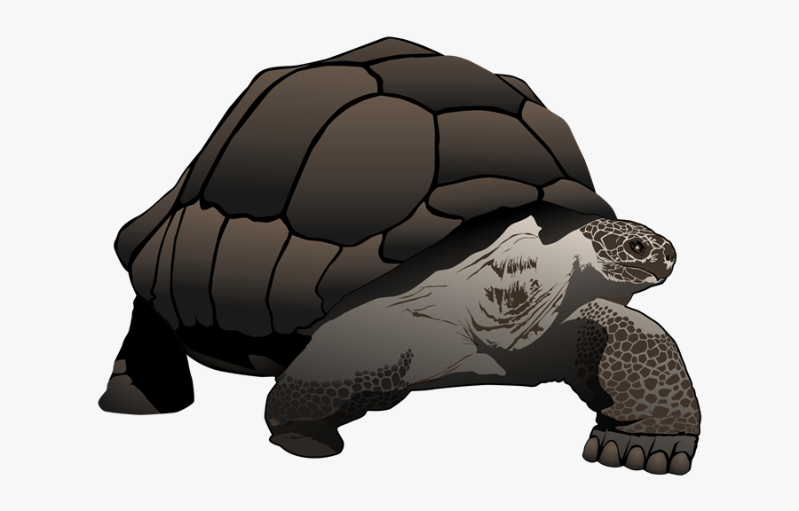 Free To Use Public Domain Tortoise Clip Art - Galápagos Tortoise, Transparent Clipart