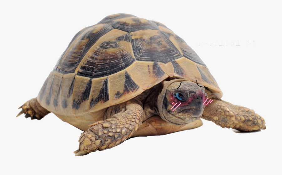 Scturtle Turtle Freetoedit - 26 Февраля Всемирный День Неторопливости, Transparent Clipart