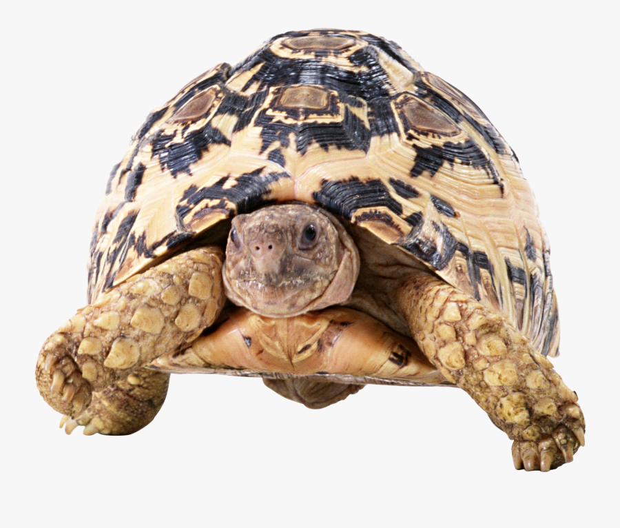 Clipart Turtle Gopher Tortoise - Turtle Front Png, Transparent Clipart