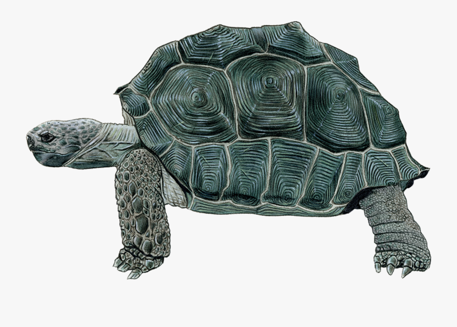 Transparent Tortoise Png, Transparent Clipart