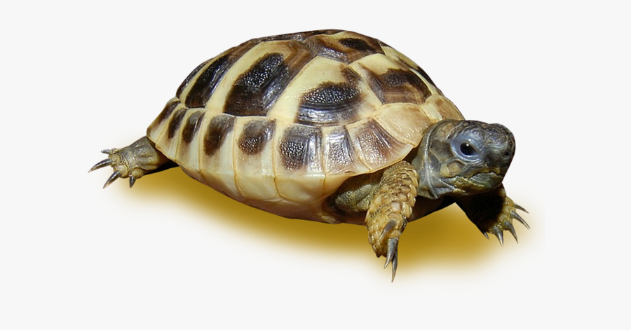 Tortoise, Transparent Clipart