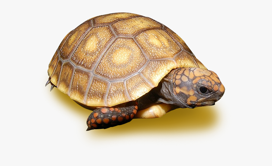 Chelonoidis, Transparent Clipart