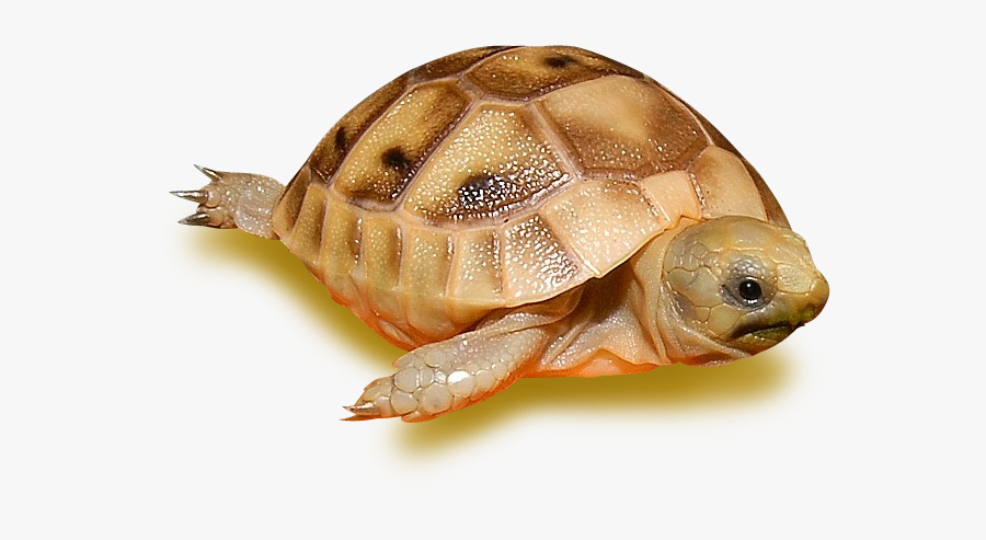 Golden Greek Tortoise For Sale Uk, Transparent Clipart