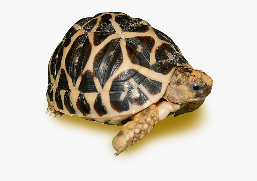 Indian Star Tortoise, Transparent Clipart