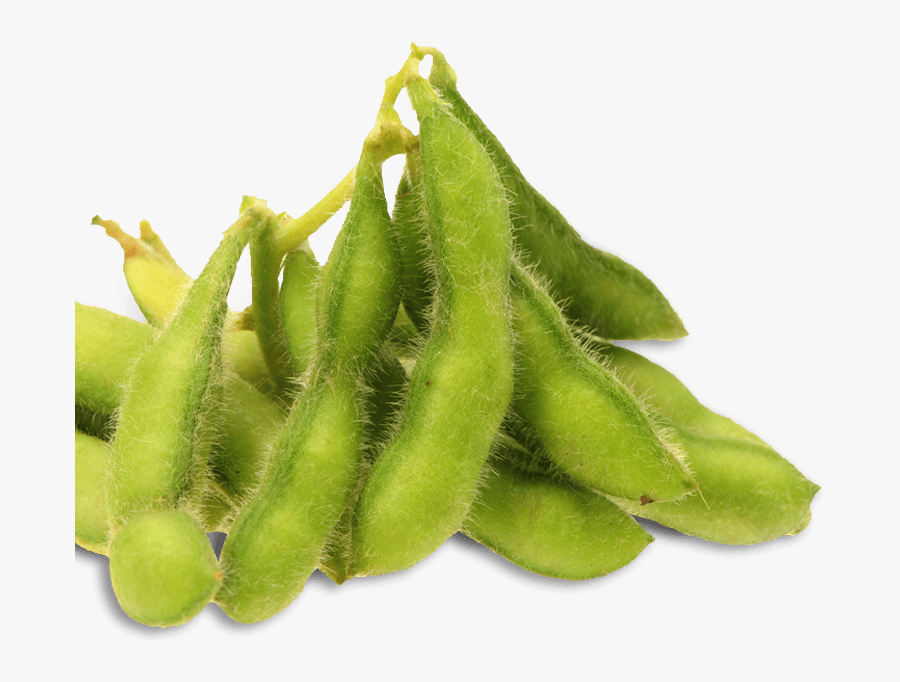 Clip Art Trace The Non Gmo - Silk Beans, Transparent Clipart