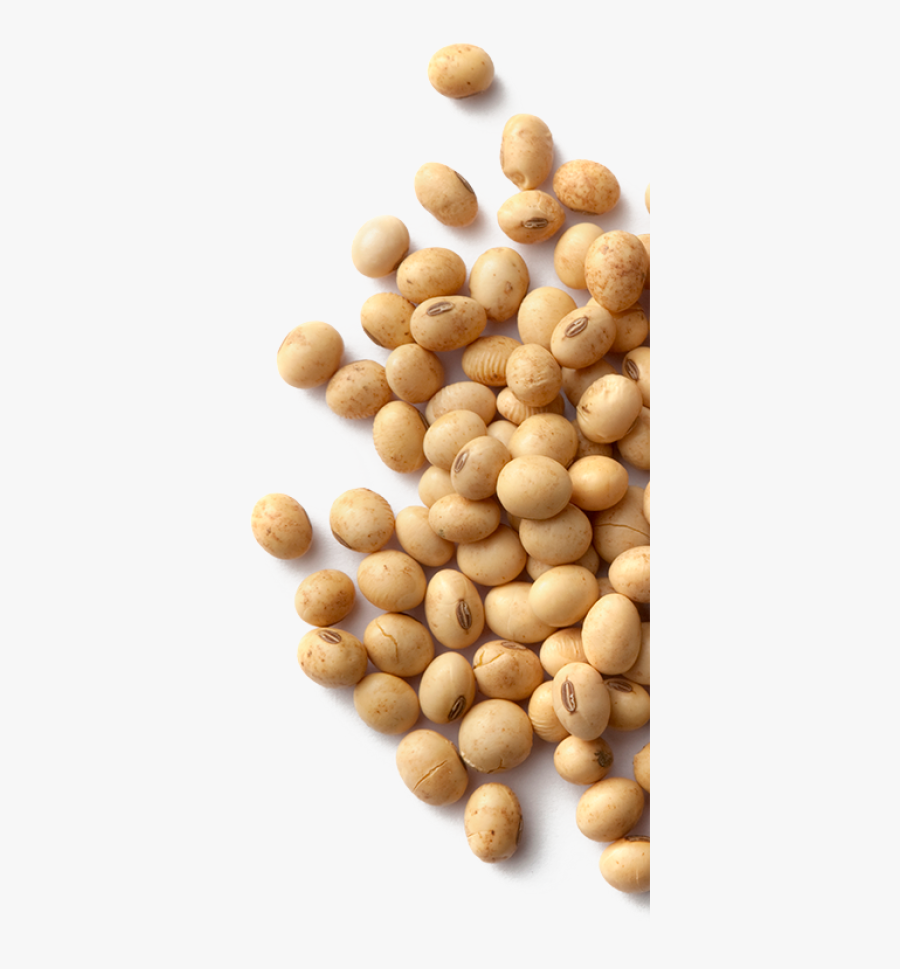 Transparent Soybean Clipart - Glycine Soja Soy Bean, Transparent Clipart