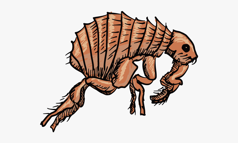 Clip Art Flea Clipart, Transparent Clipart