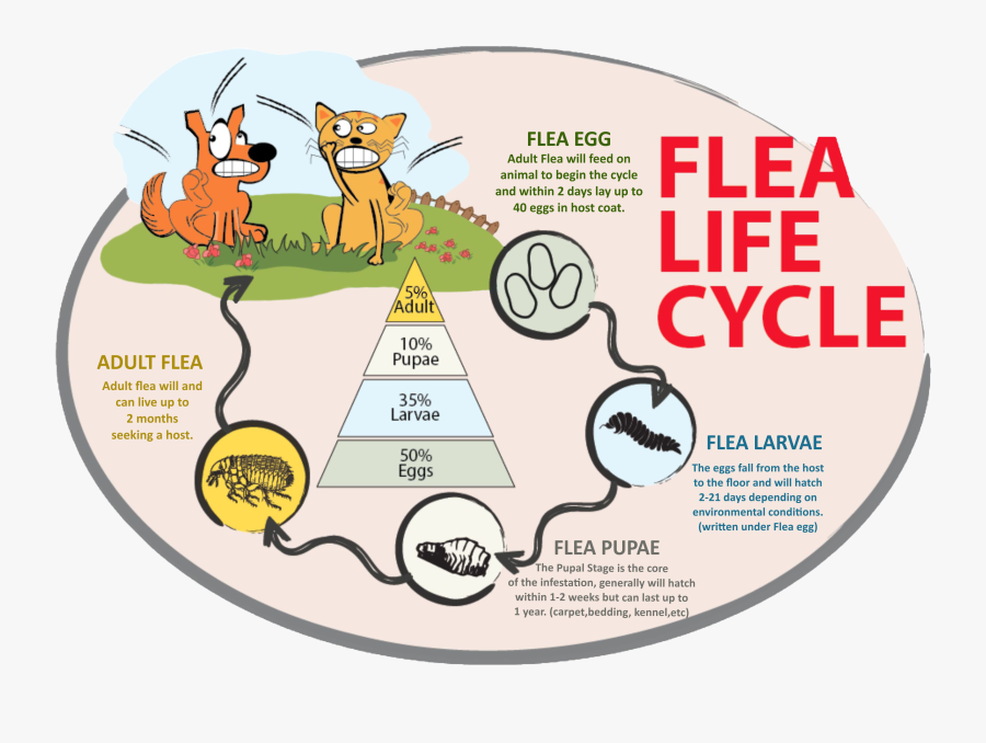 Clip Art Pharrell Flea Hat - Cartoon, Transparent Clipart