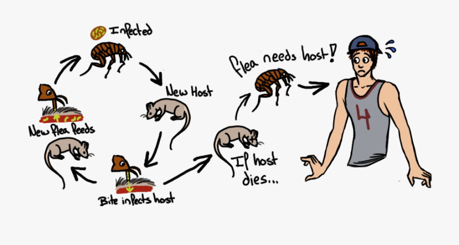 The Plague Biogeekery Life - Animal To Human Transmission Plague, Transparent Clipart