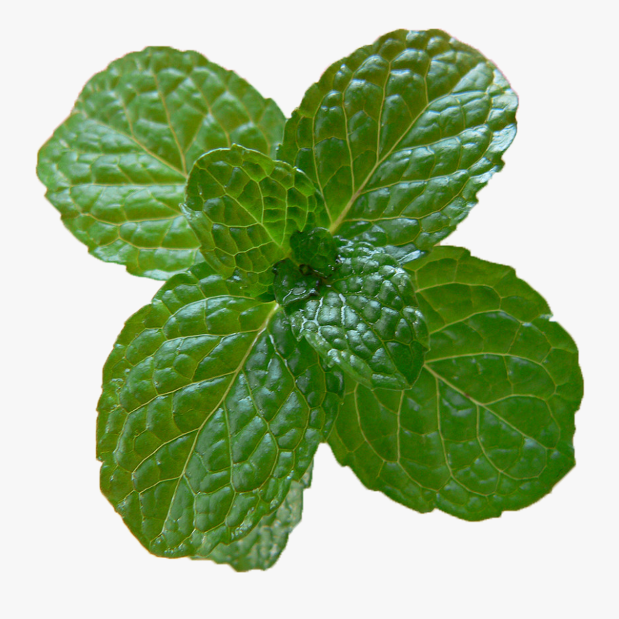 Peppermint Png , Png Download - Mint, Transparent Clipart