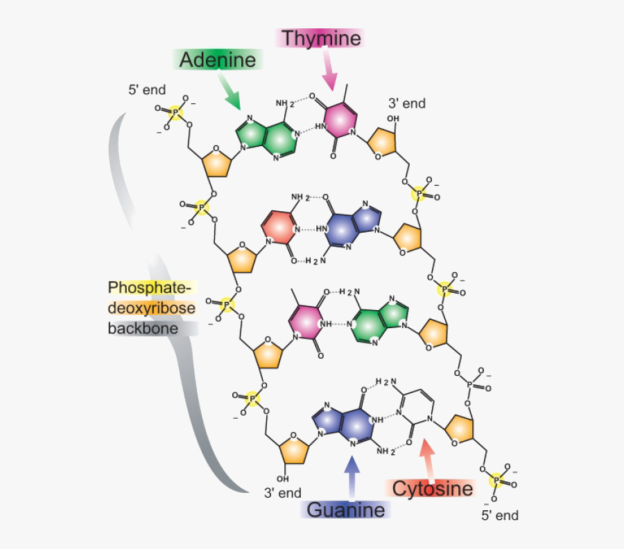 Dna Strand Png - Molecular Structure Of Dna, Transparent Clipart