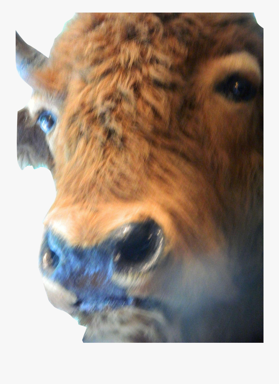 Transparent Water Buffalo Png, Transparent Clipart