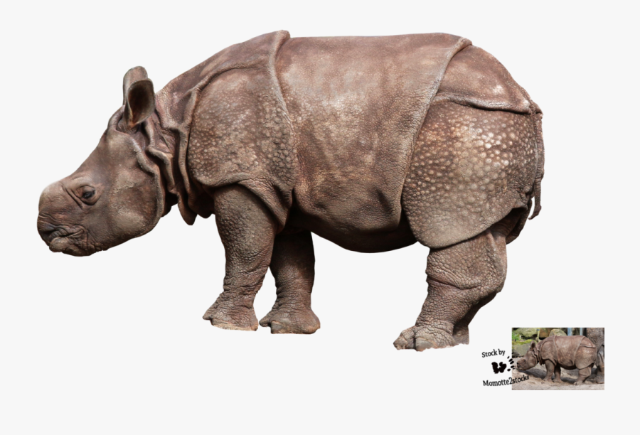 Baby Rhino Png, Transparent Clipart