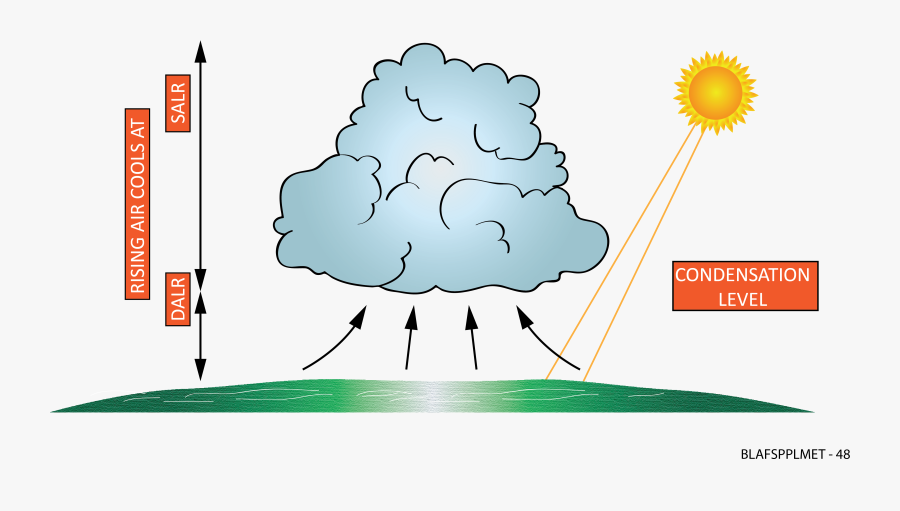 Sunflower, Transparent Clipart