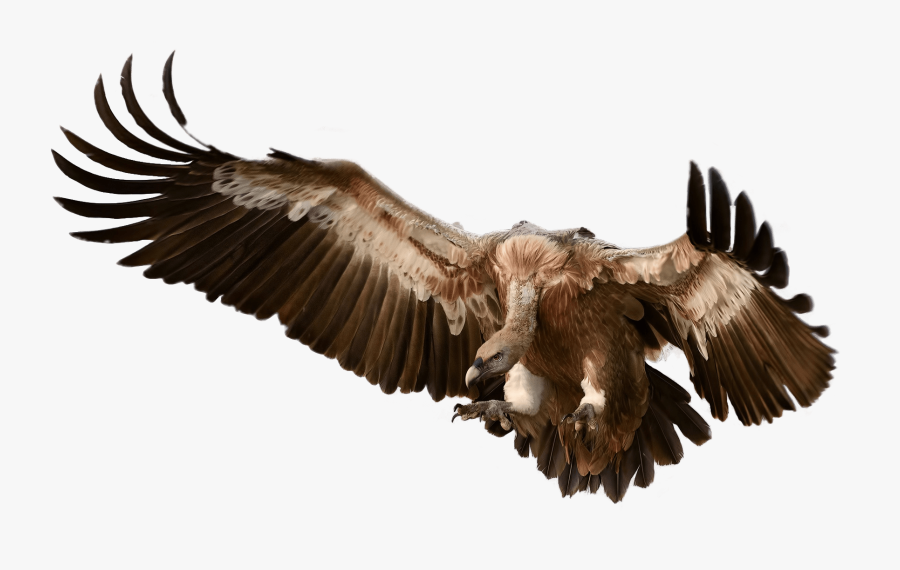Vulture Attacking Its Prey - Vulture Png, Transparent Clipart
